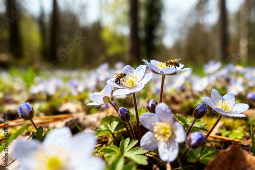Bees pollinating white flowers in a forest meadow during spring