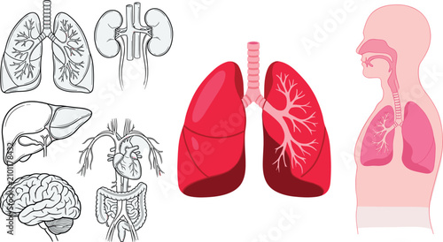 Cuadro en lienzo Human Internal Organs Anatomy Vector Icon Set Featuring Detailed Respiratory Sys