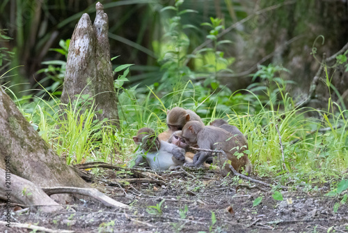 Photography A group of rhesus monkeys grooming along the Silver River in Florida