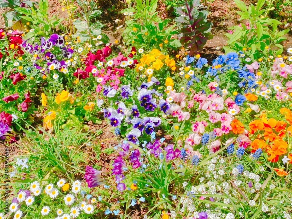 Fototapeta premium パンジーや雛菊の花壇
