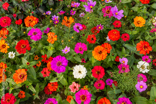 Foto Sea of Multicolored Zinnias