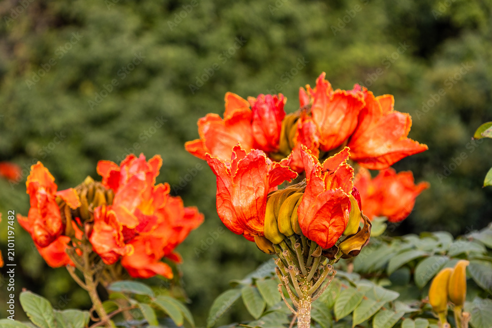 Fototapeta premium Flame flowers in full bloom in the mountains