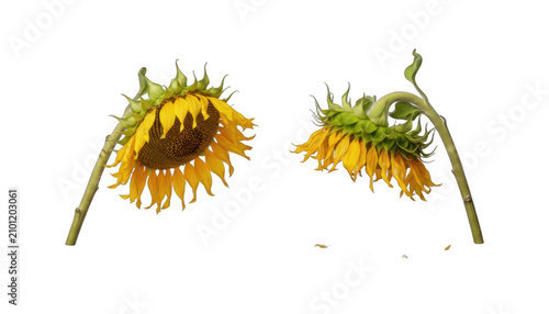Two Wilting Sunflowers with Drooping Heads