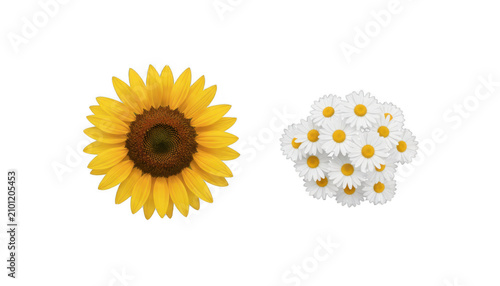 Sunflower and Bouquet of Daisies Summer Flowers