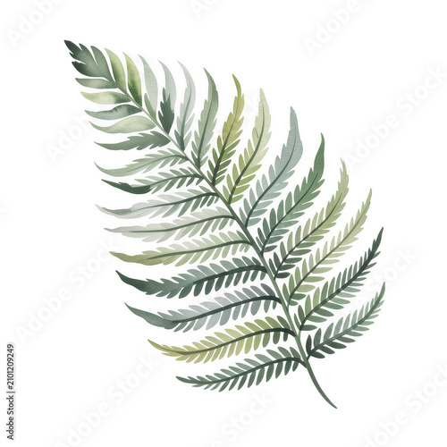 A delicate fern leaf against a dark background