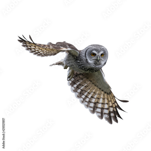 A gray owl with yellow eyes flying in the dark sky