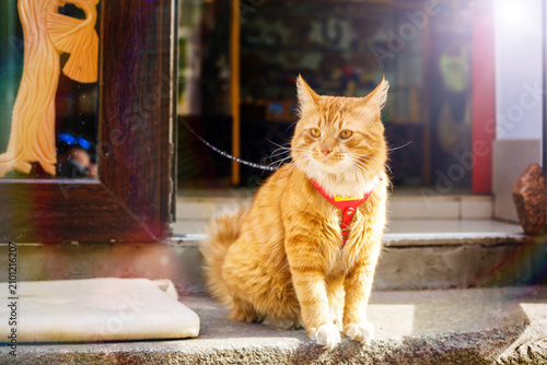 Foto Ginger Tabby Cat with Red Harness and Leash Sitting on Stone Step in Sunny Doorw
