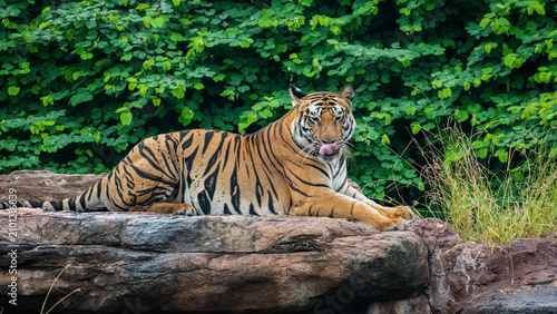 A collection of high-quality wildlife photographs featuring the Bengal Tiger (Panthera tigris tigris) in its natural forest habitat. The images capture different behaviors and perspectives, including 