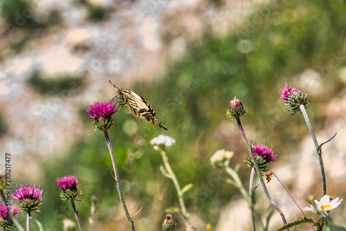 Papillon machaon butinant des fleurs de chardon sur les pentes du Moléson en Suisse