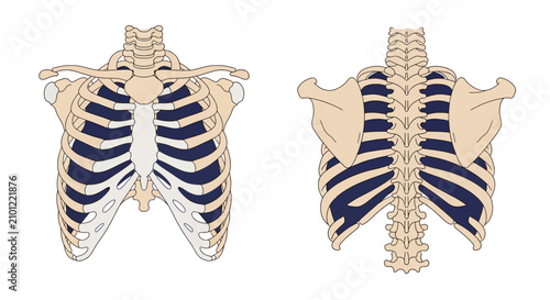 Human ribcage anatomy medical illustration.