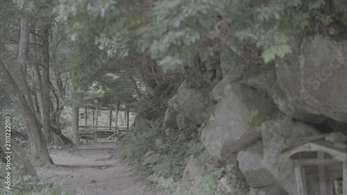 日本の原風景 風で穏やかに揺れる草木と静かな小道 Log撮影 / Japan's Unspoiled Landscape Plants and Trees Swaying in the Wind along Peaceful Path Log footage