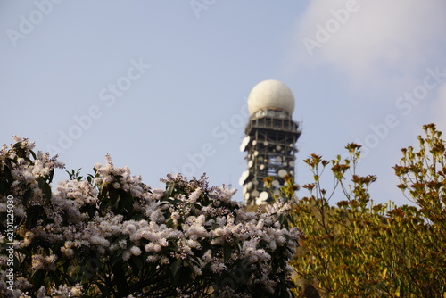 Tower behind the flowers