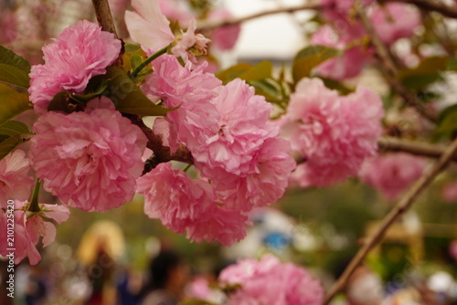 pink blossom