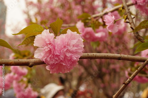 pink blossom