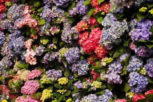 hydrangeas 