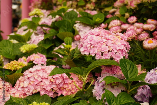pink and white flowers