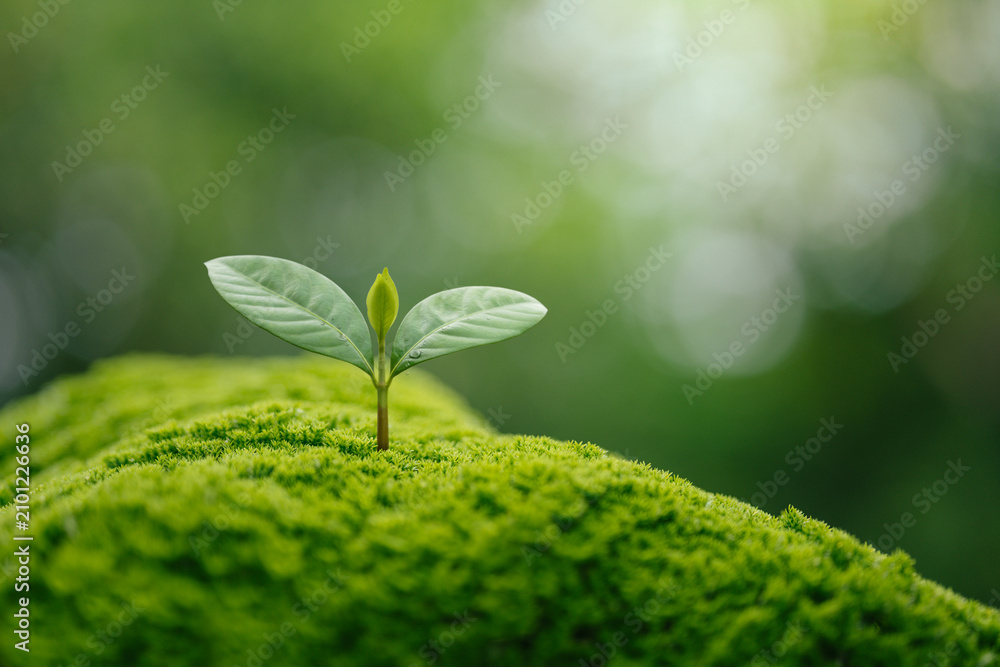 Fototapeta premium Environment and sustainability concept. Young Plant growing on green moss in forest for new life, ecological balance, biodiversity, conservation, renewable resources and sustainable development.