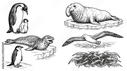 Schilderij op canvas Vintage Antarctic wildlife vector set, hand drawn penguin and seal illustrations