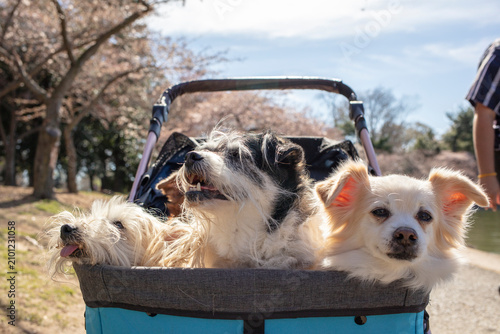 Photography old dogs in baby stroller
