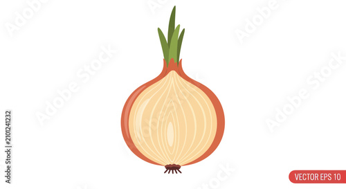 Fresh red onion bulb cross section with green sprouts