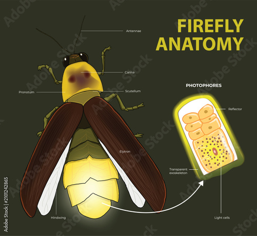 Canvas Print Firefly Anatomy Diagram with Photophores Structure