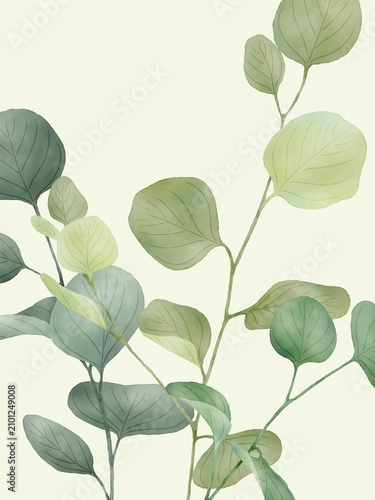 植物背景　ユーカリ