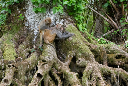 Photography A young rhesus monkey grooming an adult