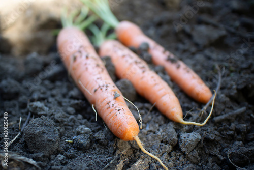 Foto Freshly Harvested Carrots Lying on Dark Garden Soil, organic root vegetable harv