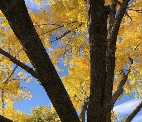 Autumn Amarillo