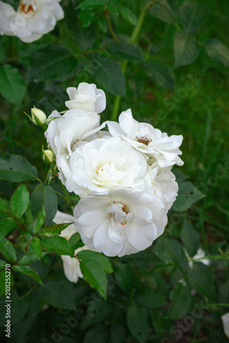 White rose bush blooming on green grass background. Flower in the park. lush blooming of Rosa Schneewittchen. Summer garden, floral background, white flowers. High quality 4k footage.