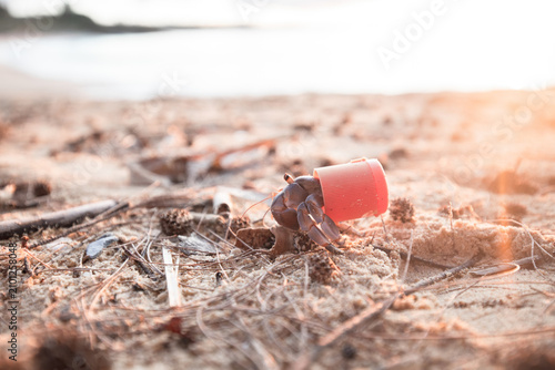 Photography Hermit crab with plastic bottle cap instead of shell