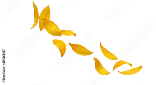 Scattered yellow sunflower petals falling gracefully against a white background