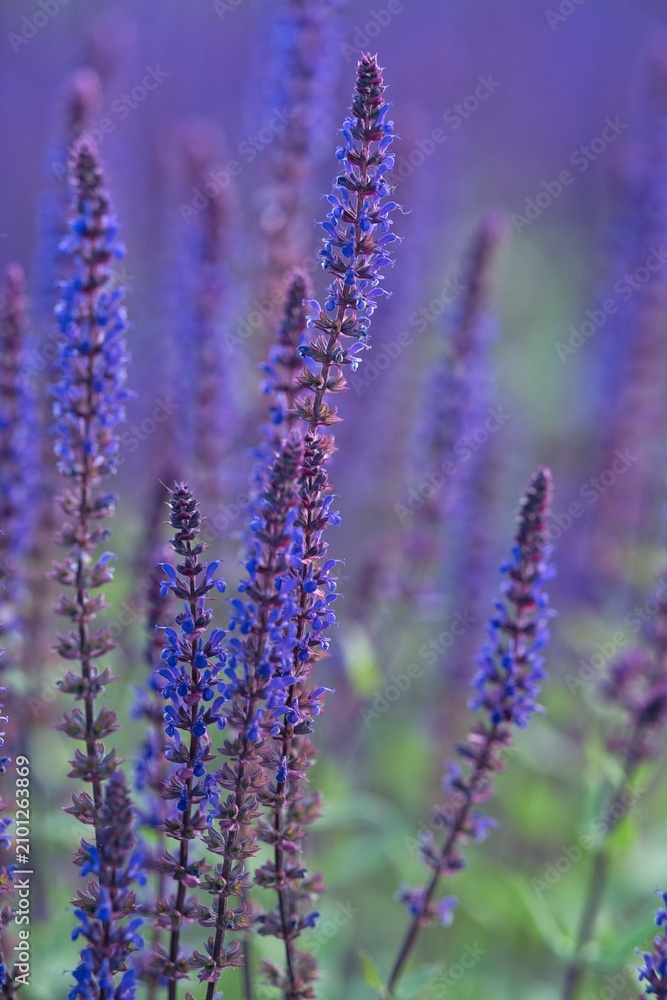 Fototapeta premium Kwiat. Szałwia omszona, Salvia nemorosa