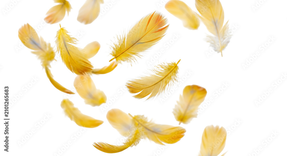 Fototapeta premium Golden feathers gently floating and falling against a clean white background