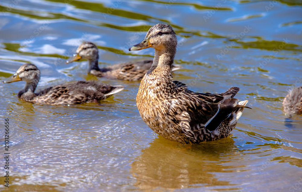 Fototapeta premium wild duck and eight little ducklings