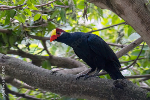 The violet turaco bird or violaceous plantain eater