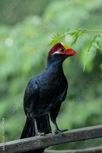 The violet turaco bird or violaceous plantain eater