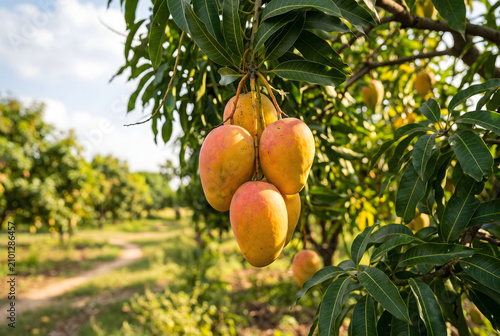 Fresh Ripe Mango Cluster Hanging on Branch in Mango Farm Orchard