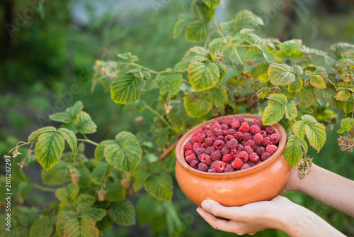 Foto Hand holding bowl of freshly picked homegrown raspberries in garden