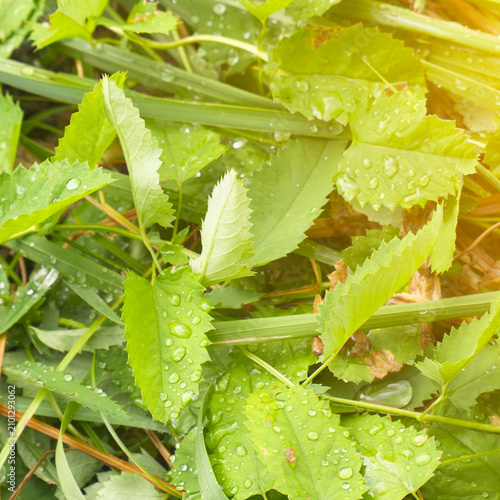 Dew drops on the green leaves of the grass