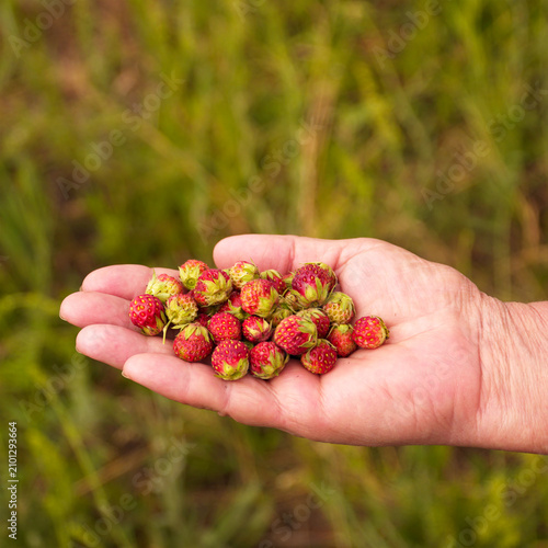Freshly picked wild strawberries