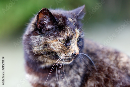 Photography Tortoiseshell cat, eyes green, turns head slightly