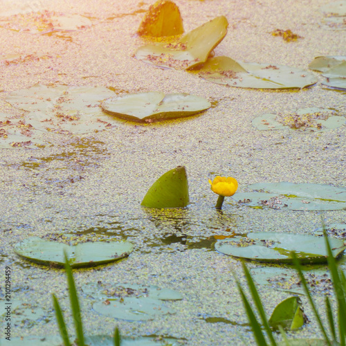 Blooming yellow water lily in duckweed