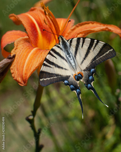 Фотография Vertical composition of a scarce swallowtail butterfly (Iphiclides podalirius) resting on an orange daylily flower with natural green background