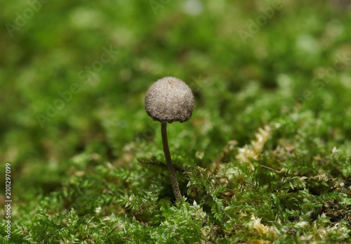 Quadro su tela 苔の間から鱗片に覆われた小さな灰褐色のクヌギタケ科キノコ（日本自然菌・キノコ生態マクロ撮影）