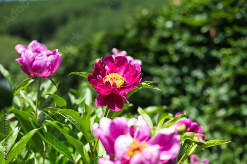 Pink peony flowers in the sun