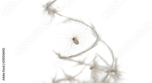 Cuadro en lienzo Macro view of a dandelion seed with its fluffy parachute against a white backgro