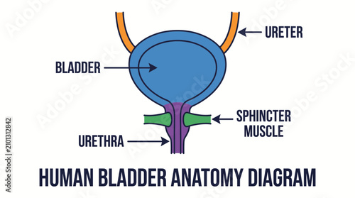 Obraz na płótnie Human Bladder Anatomy Diagram