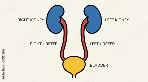 Foto Human Ureter Anatomy Diagram