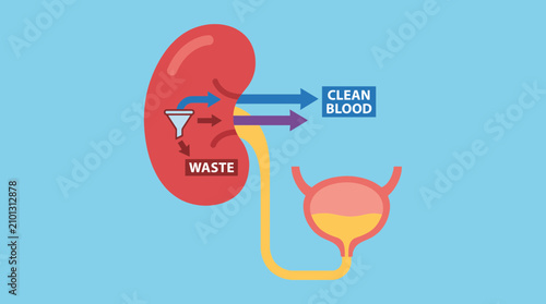 Fotografía Human Kidney Function Illustration